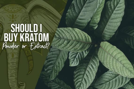 Should You Buy Kratom Powder or Extract?